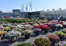 Bij Imperial Plants presenteerden Danziger en Schneider Youngplants hun producten.